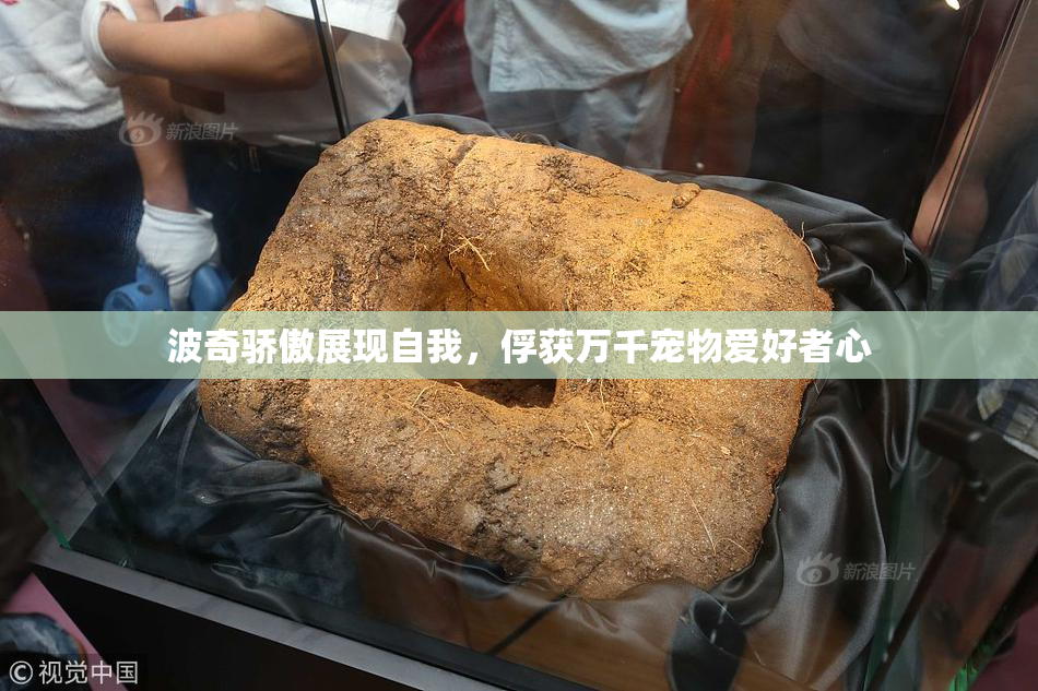 波奇骄傲展现自我，俘获万千宠物爱好者心