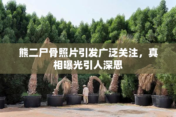 熊二尸骨照片引发广泛关注，真相曝光引人深思