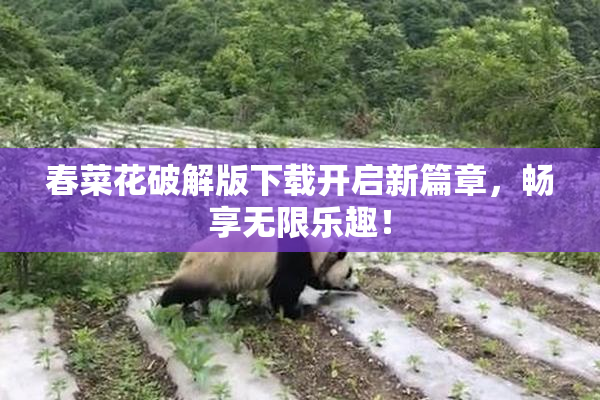春菜花破解版下载开启新篇章，畅享无限乐趣！