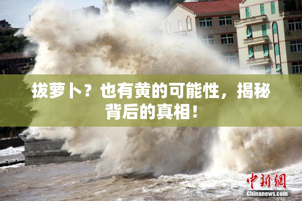 拔萝卜？也有黄的可能性，揭秘背后的真相！