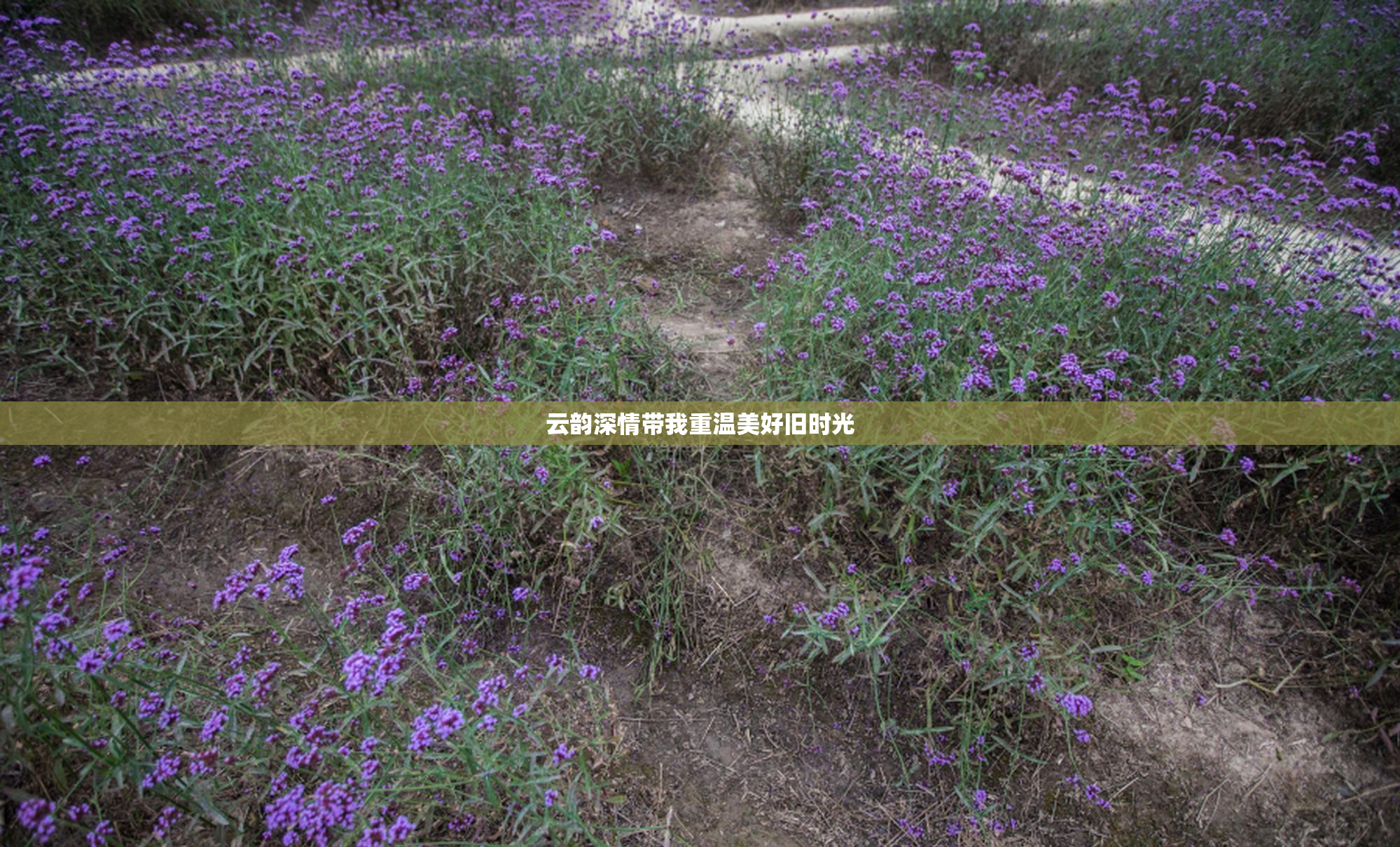 云韵深情带我重温美好旧时光