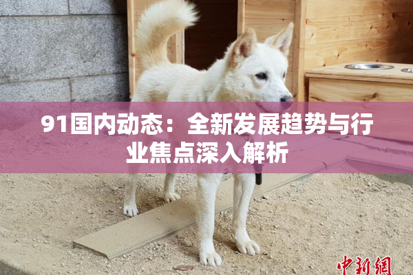 91国内动态：全新发展趋势与行业焦点深入解析