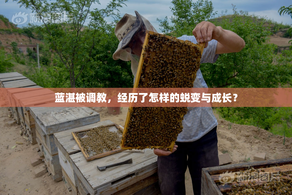 蓝湛被调教，经历了怎样的蜕变与成长？