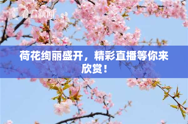 荷花绚丽盛开，精彩直播等你来欣赏！