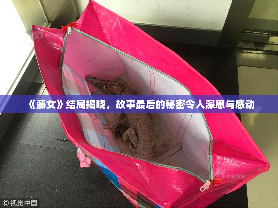 《藤女》结局揭晓，故事最后的秘密令人深思与感动