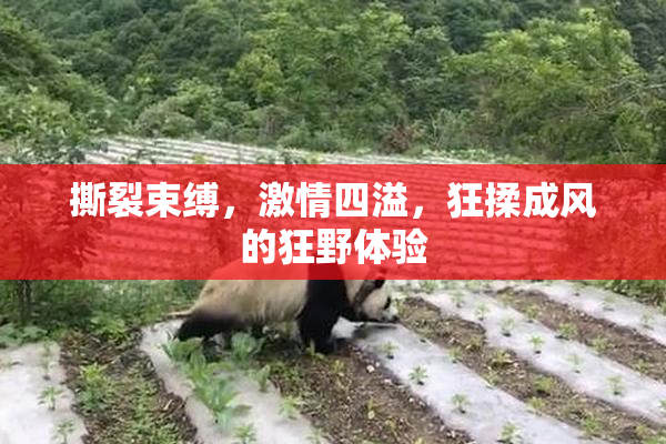 撕裂束缚，激情四溢，狂揉成风的狂野体验