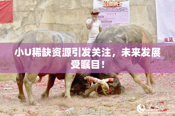 小U稀缺资源引发关注，未来发展受瞩目！
