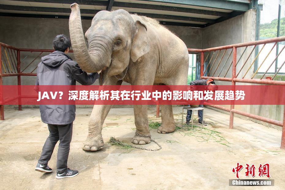 JAV？深度解析其在行业中的影响和发展趋势