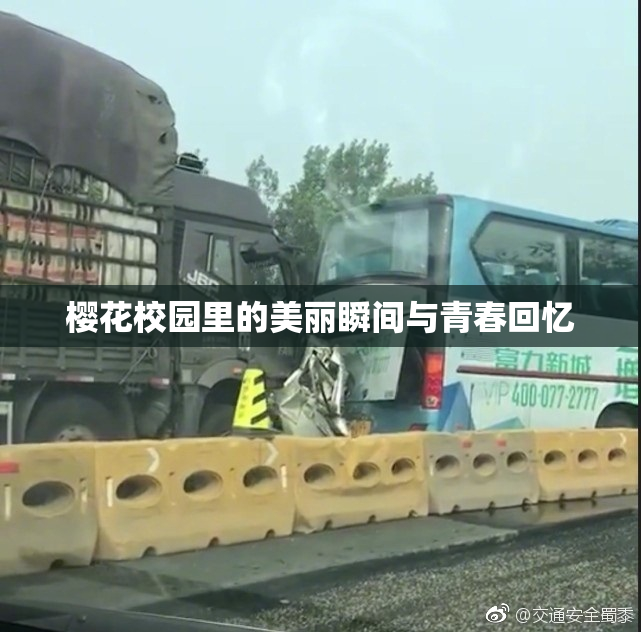 樱花校园里的美丽瞬间与青春回忆