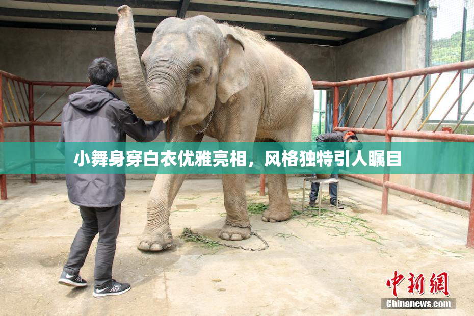 小舞身穿白衣优雅亮相，风格独特引人瞩目