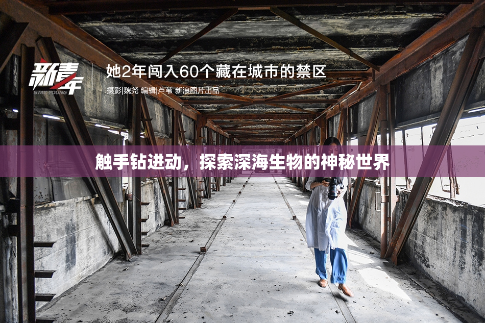 触手钻进动，探索深海生物的神秘世界