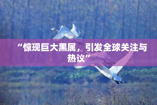 “惊现巨大黑属，引发全球关注与热议”