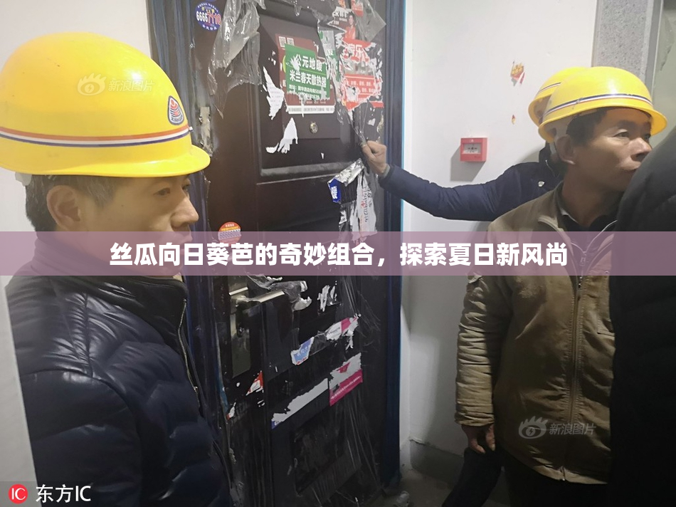 丝瓜向日葵芭的奇妙组合，探索夏日新风尚