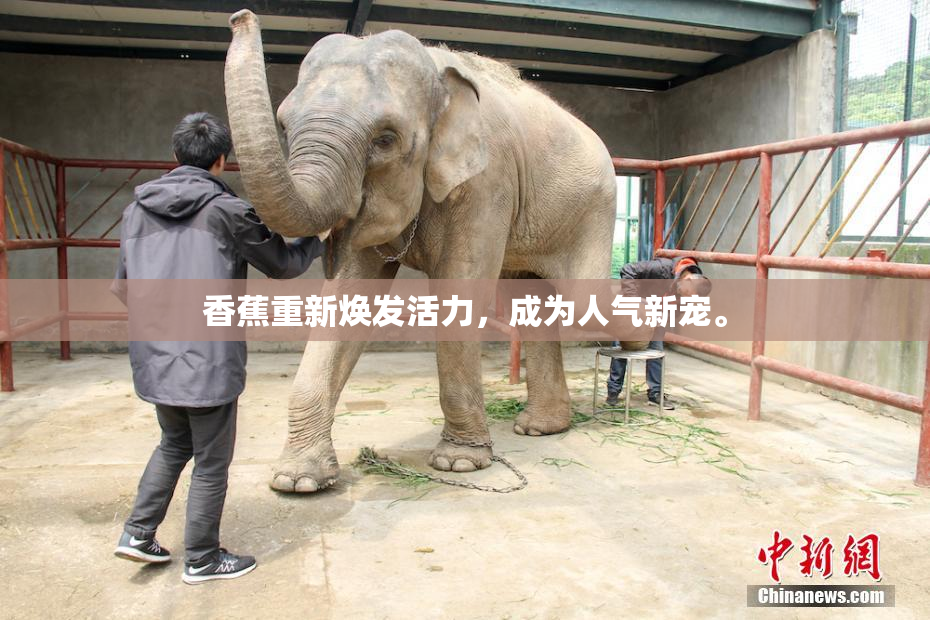 香蕉重新焕发活力，成为人气新宠。