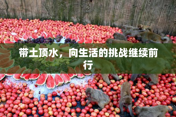 带土顶水，向生活的挑战继续前行