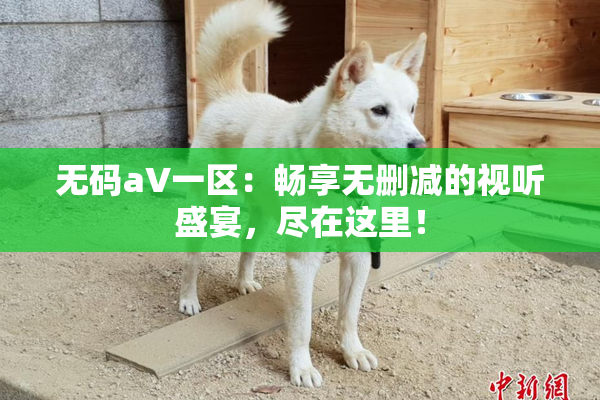 无码aV一区：畅享无删减的视听盛宴，尽在这里！