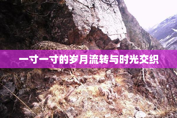 一寸一寸的岁月流转与时光交织
