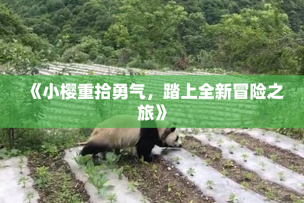 《小樱重拾勇气，踏上全新冒险之旅》