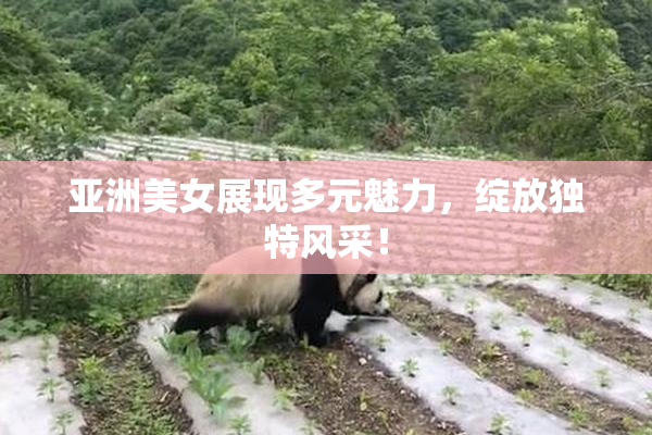 亚洲美女展现多元魅力，绽放独特风采！