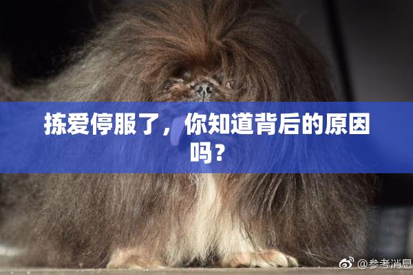 拣爱停服了，你知道背后的原因吗？