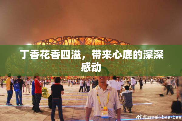 丁香花香四溢，带来心底的深深感动