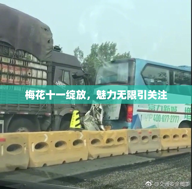 梅花十一绽放，魅力无限引关注