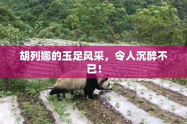 胡列娜的玉足风采，令人沉醉不已！