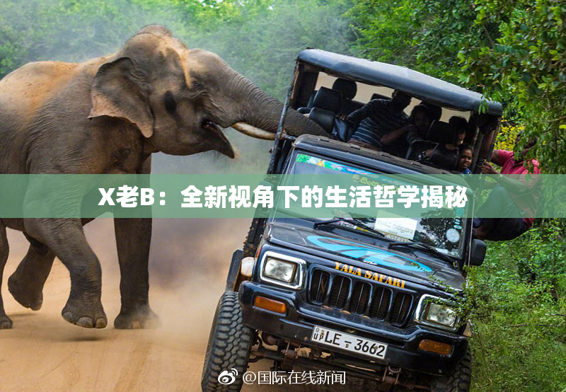 X老B：全新视角下的生活哲学揭秘