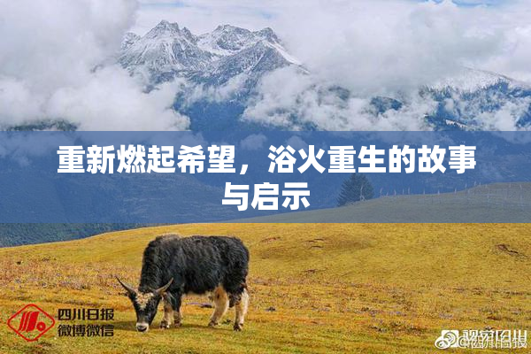 重新燃起希望，浴火重生的故事与启示