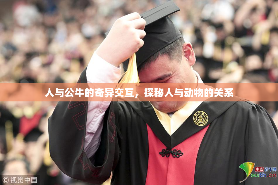 人与公牛的奇异交互，探秘人与动物的关系