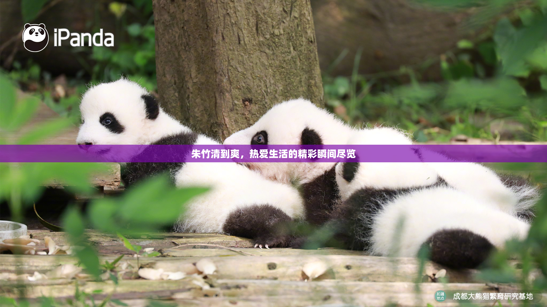 朱竹清到爽，热爱生活的精彩瞬间尽览