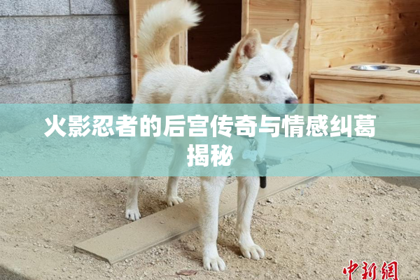 火影忍者的后宫传奇与情感纠葛揭秘