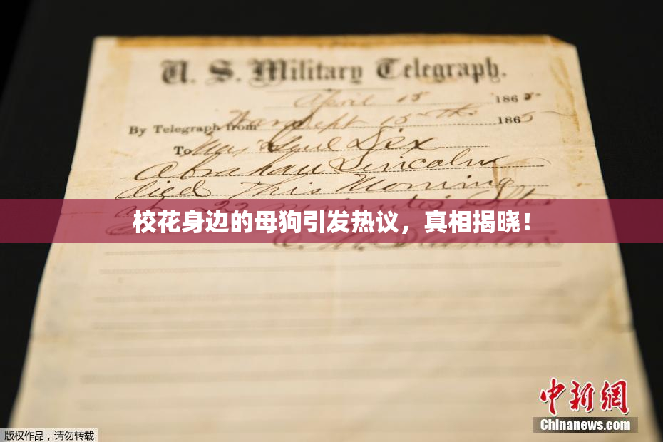 校花身边的母狗引发热议，真相揭晓！