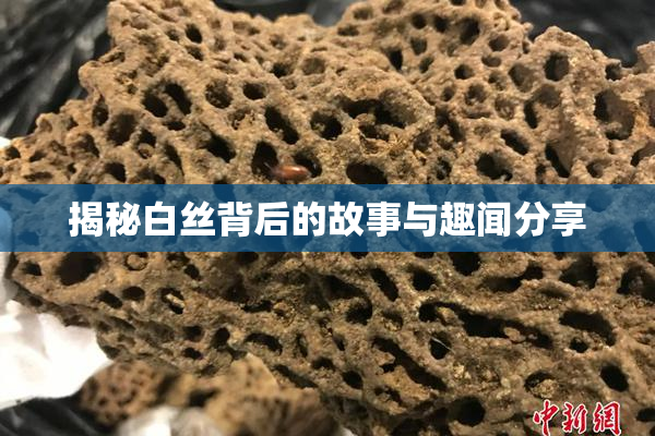 揭秘白丝背后的故事与趣闻分享