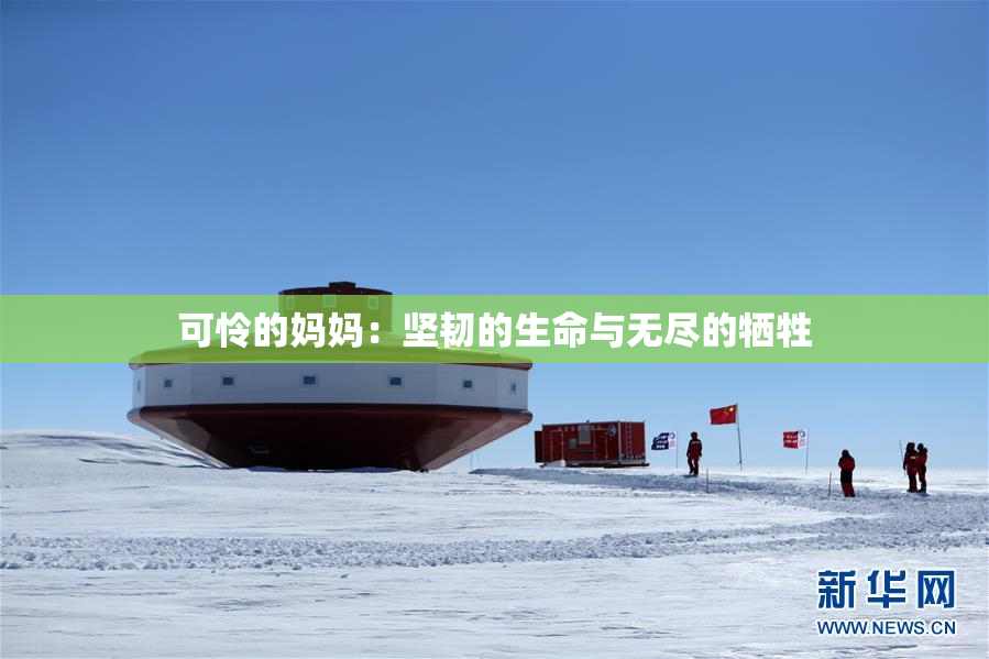 可怜的妈妈：坚韧的生命与无尽的牺牲