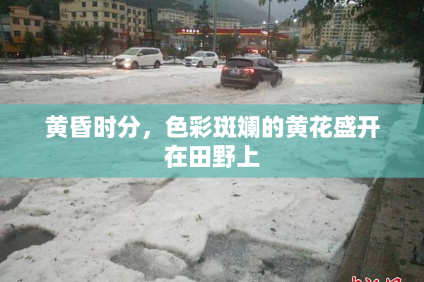 黄昏时分，色彩斑斓的黄花盛开在田野上