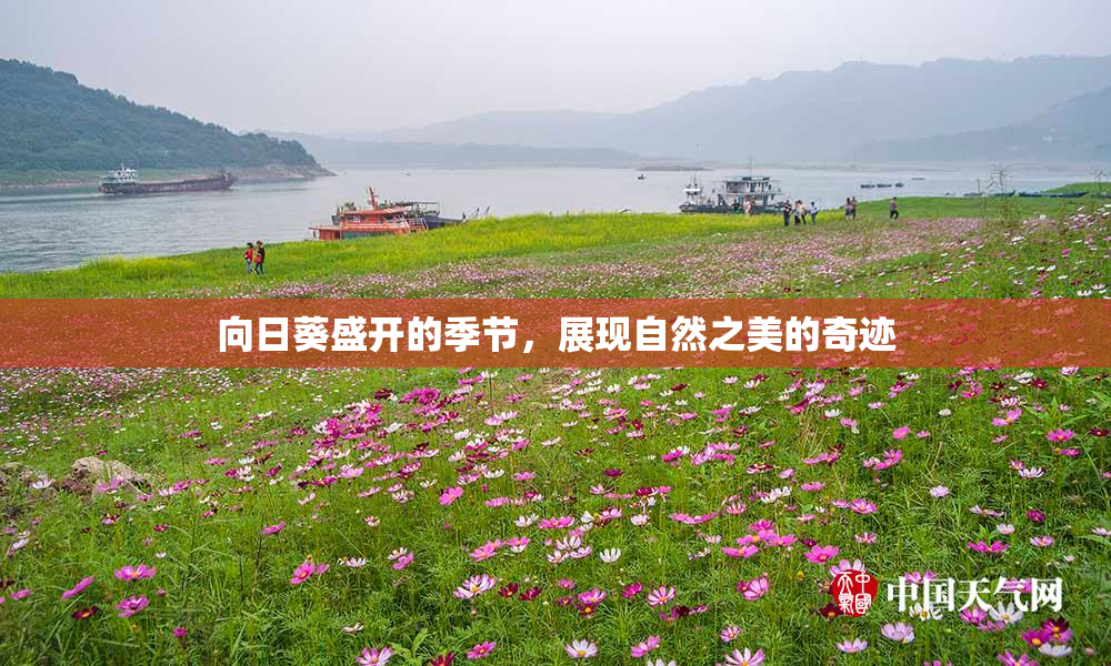 向日葵盛开的季节，展现自然之美的奇迹