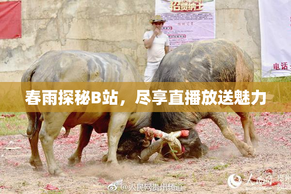春雨探秘B站，尽享直播放送魅力