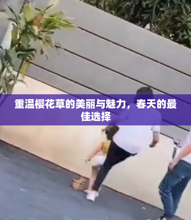 重温樱花草的美丽与魅力，春天的最佳选择