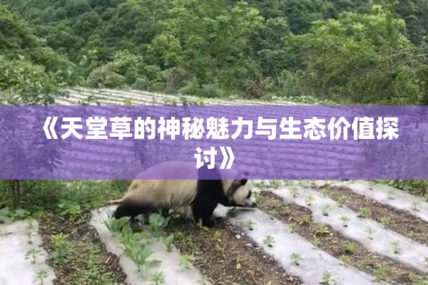 《天堂草的神秘魅力与生态价值探讨》