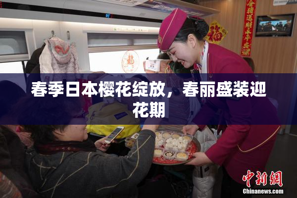 春季日本樱花绽放，春丽盛装迎花期
