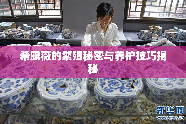 希露薇的繁殖秘密与养护技巧揭秘