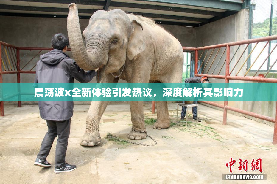 震荡波x全新体验引发热议，深度解析其影响力