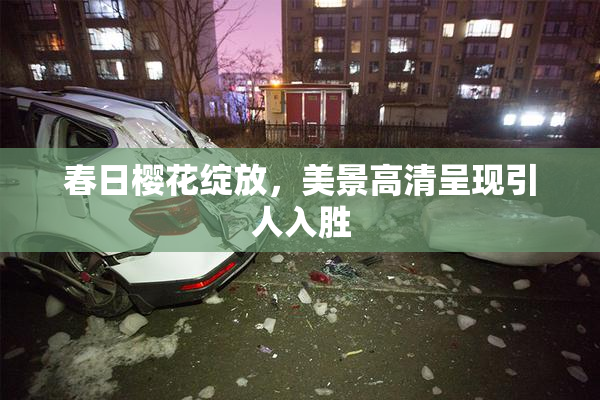 春日樱花绽放，美景高清呈现引人入胜