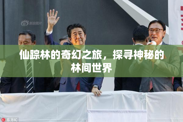 仙踪林的奇幻之旅，探寻神秘的林间世界