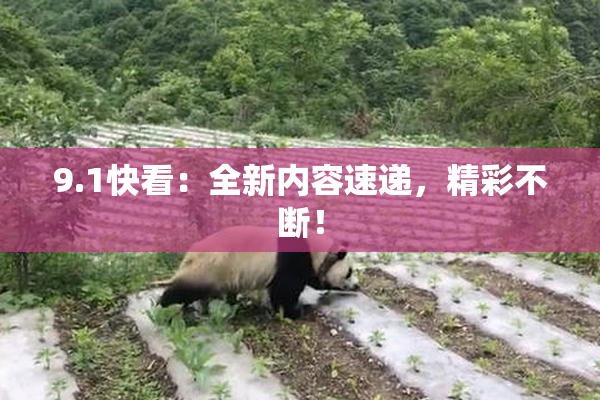 9.1快看：全新内容速递，精彩不断！