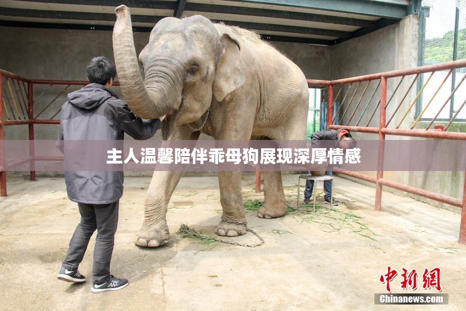 主人温馨陪伴乖母狗展现深厚情感