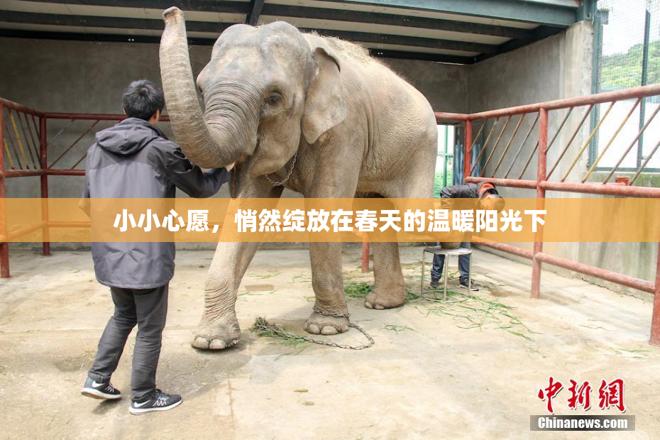 小小心愿，悄然绽放在春天的温暖阳光下