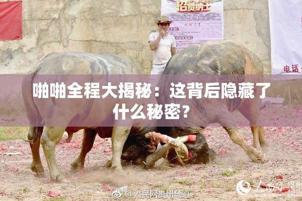 啪啪全程大揭秘：这背后隐藏了什么秘密？