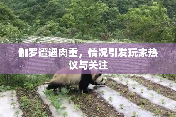 伽罗遭遇肉重，情况引发玩家热议与关注